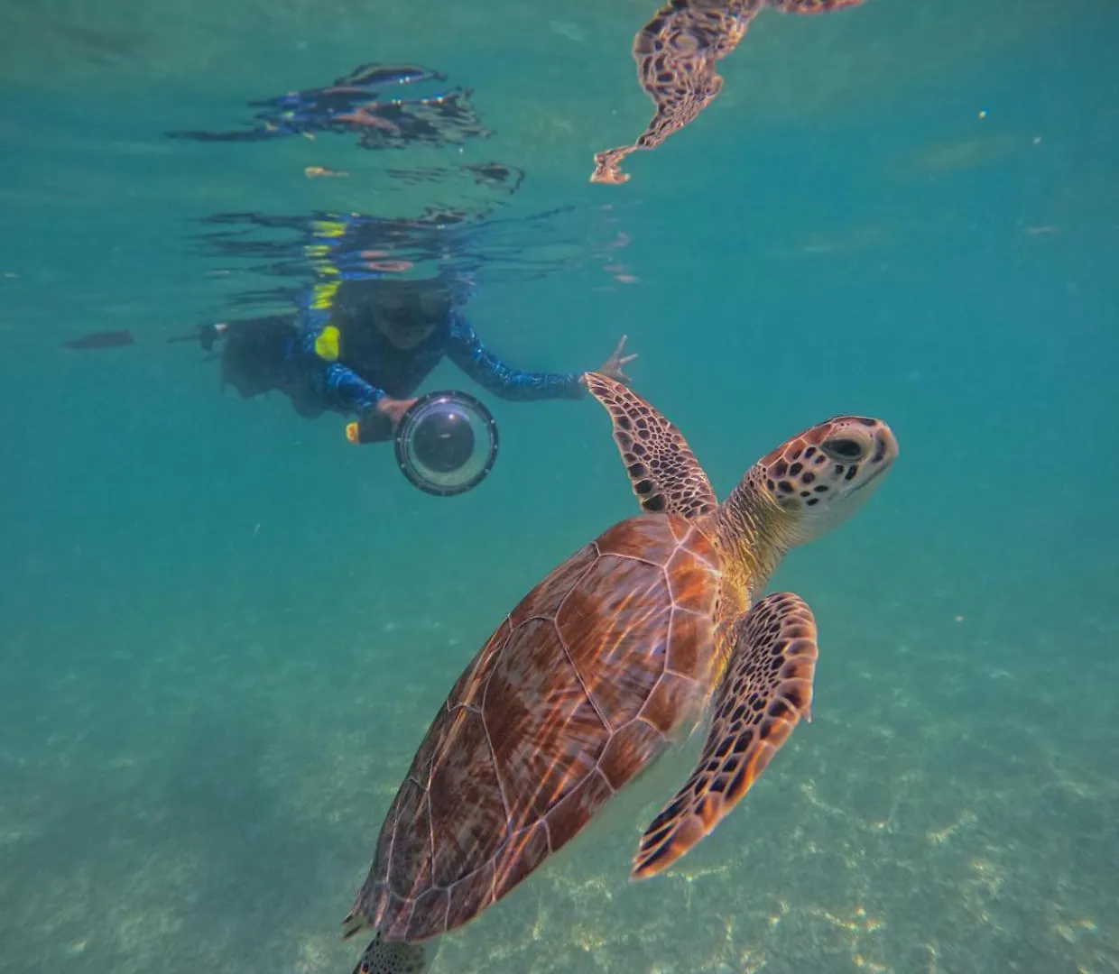 אוהל מפואר מלון Nado Con Tortugas Marinas En אקומל
