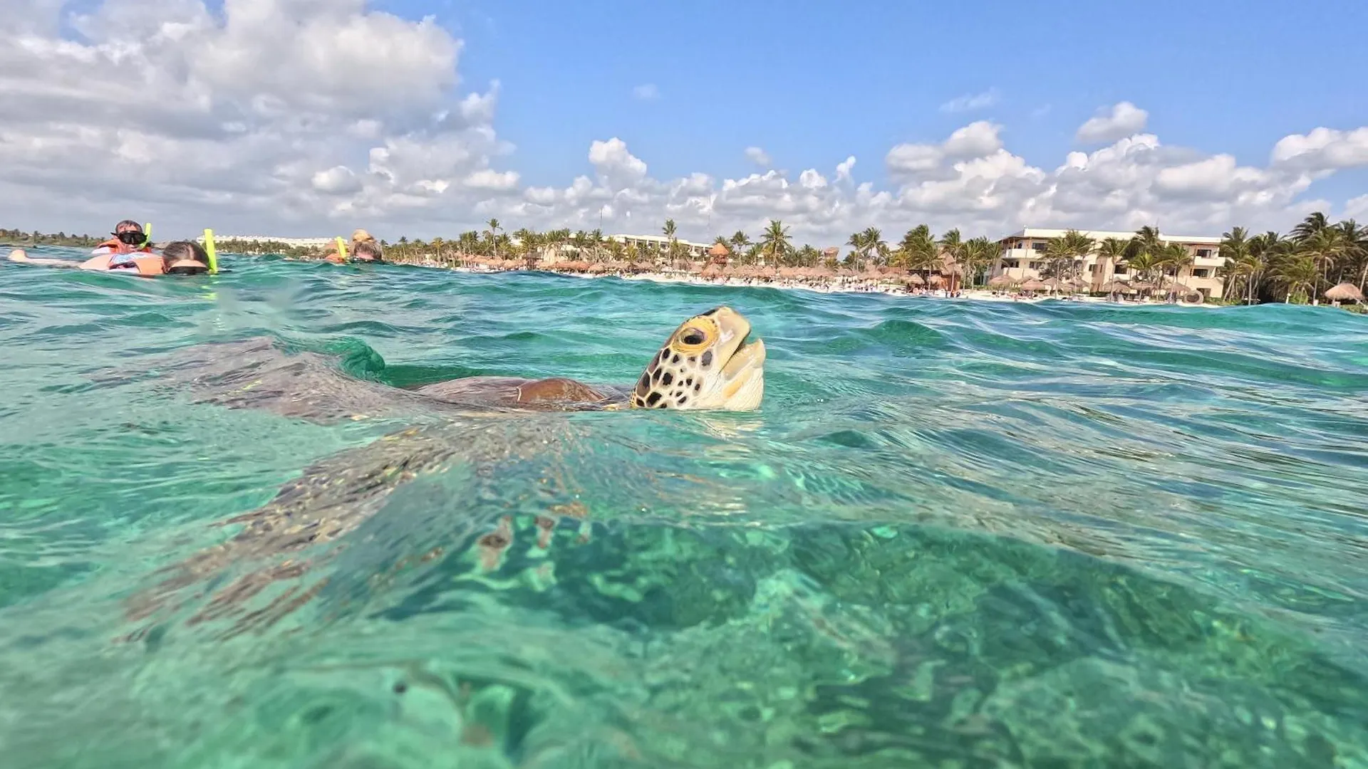 מלון Nado Con Tortugas Marinas En אקומל אוהל מפואר