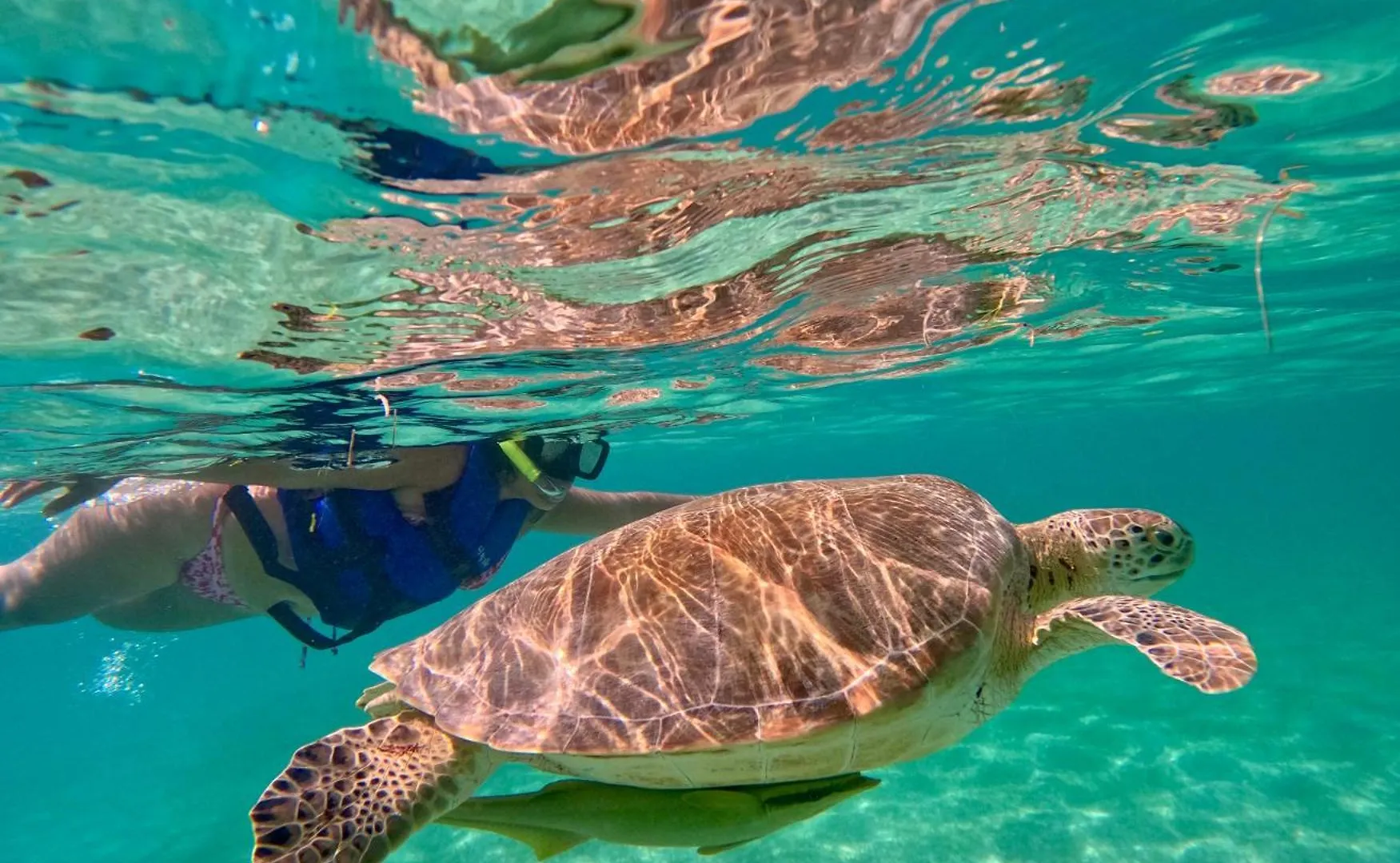 מלון Nado Con Tortugas Marinas En אקומל