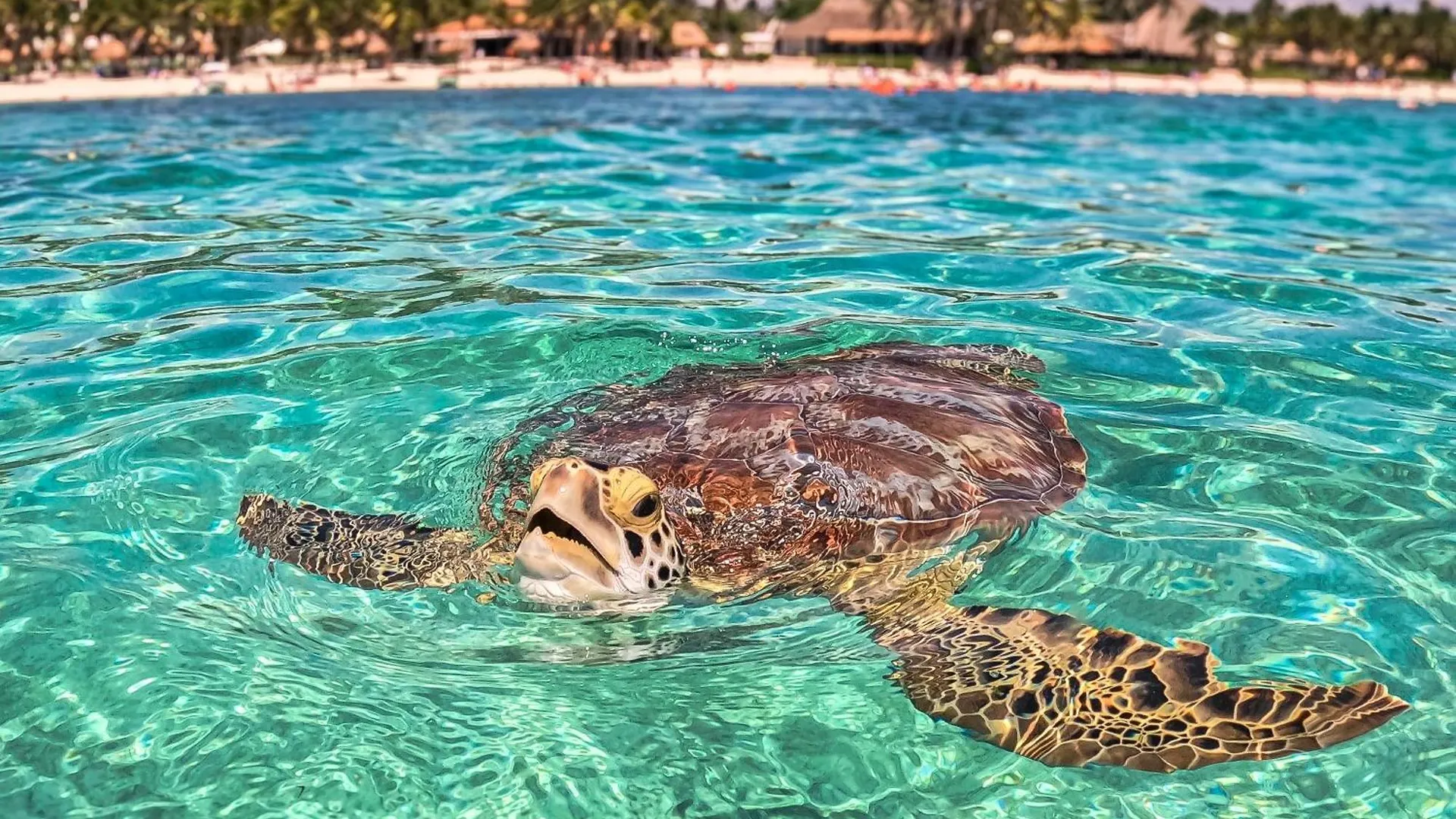 מלון Nado Con Tortugas Marinas En אקומל מקסיקו